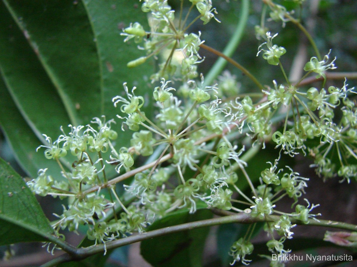 Smilax perfoliata Lour.